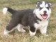Magnifiques chiots Husky Siberie Femelles et M&acirc;les LOF