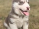 Magnifiques chiots Husky Siberie Femelles et M&acirc;les LOF