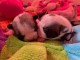 Chiot Bouledogue fran&ccedil;ais femelle 