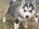 Magnifiques chiots Husky Siberie Femelles et M&acirc;les LOF