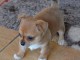 Adorables Chiots chihuahua