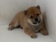 Magnifique  chiot Shiba Inu  &agrave; donner