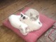 4 Chatons &agrave; donner sur Landerneau