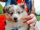 chiots berger de shetland LOF