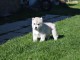 Donne chiot type Husky Sib&eacute;rien