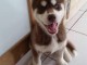 Adorable chiots de type husky sib&eacute;rien a donner