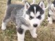 Adorable chiots de type husky sib&eacute;rien a donner