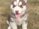 Adorable chiots de type husky sib&eacute;rien a donner