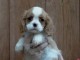 Mignon Chiot blenheim Cavalier King spaniel femelle &agrave; Donner