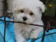 A DONNER Chiot type bichon maltais Femelle
