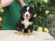Je donnes chiot bouvier bernois femelle