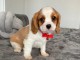Chiot Cavalier King Charles femelle &agrave; Donner
