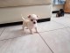 Chiot Type Chihuahua femelle &agrave; donner