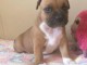 Chiot staffordshire bull terrier &agrave; donner