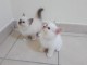  2 Belle Chaton sacr&eacute; de birmanie m&acirc;le & femelle A donner
