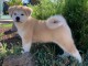 Magnifique Chiot Shiba Inu femelle &agrave; donner