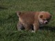 Chiot Akita femelle &agrave; donner