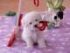 A donner femelle B&eacute;b&eacute; type bichon fris&eacute;