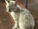 Chat a l&rsquo;adoption Bengal snow seal  lynx tabby spotted