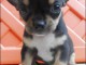 Magnifique chiot chihuahua gentil &agrave; donner