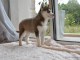Chiot husky de sib&eacute;riens a donner