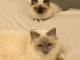 Chaton sacr&eacute; de Birmanie m&acirc;le et femelle a donner