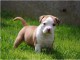 chiot American staffordshire terrier trois mois