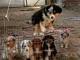 Magnifiques chiots &agrave; adopter