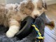 Berger Australien pour vendre / Australian Shepherd for sale