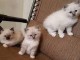 nos chatons ragdoll sont pr&ecirc;ts pour leur nouvelle maison maintena