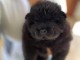 cadeaux no&euml;l chiots chow chow
