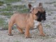Chiots Bouledogue Fran&ccedil;ais