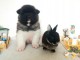 Chiots Type akita inu pour No&euml;l