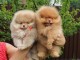 Magnifiques chiot spitz allemand 