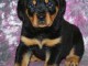 Chiot rottweiller &agrave; donner urgent