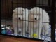 Tr&egrave;s beau chiot samoyede &agrave; donner
