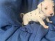 Chiot type dalmatien &agrave; donner