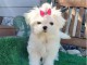 Adorable chiot bichon maltais femelle &agrave; donner