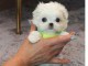 Chiot type bichon maltais femelle teacup &agrave; donner