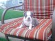 Donne chiot boston terrier m&acirc;le