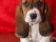 Chiot type basset hound &agrave; donner contre bons soins