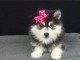 Chiot type pomsky, tr&egrave;s c&acirc;line &agrave; donner
