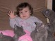 chatons typ chartreux &eacute;lever en famille &agrave; donner