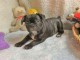 Chiot type bouledogue francais noir &agrave; donner