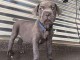 Chiot cane corso mastiff &agrave; donner