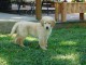 Donne chiot golden retriever