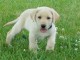 Tr&egrave;s beau chiot labrador retriever &agrave; donner
