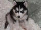 don tr&egrave;s joli chiot husky de sib&eacute;rie
