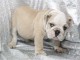 Chiot bouledogue anglais &agrave; donner