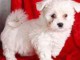 bichon maltais blanc &agrave; donner
